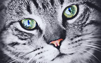 British Shorthair, close-up, gato cinzento, macro, gato com olhos verdes, animais fofos, bokeh, animais de estima&#231;&#227;o, gatos, o gato dom&#233;stico, Gato British Shorthair