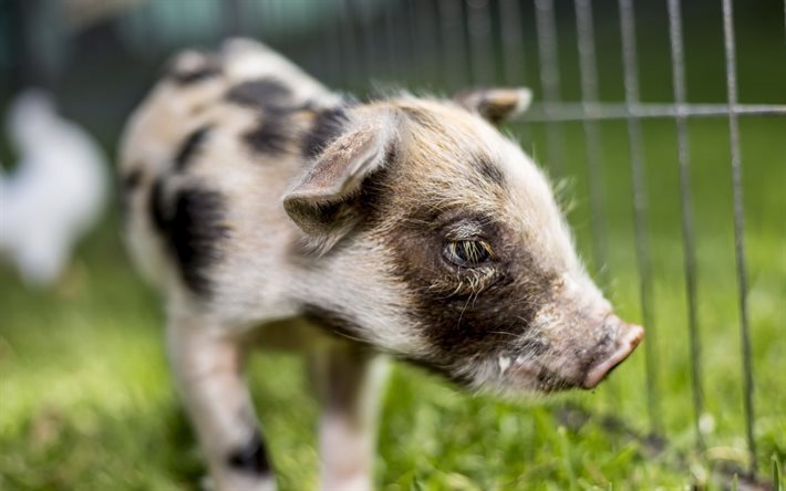 Piggy, farm, little pig, green grass
