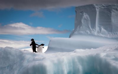 penguins on ice, Antarctica, iceberg, penguins, blue sky, ice, snow, winter