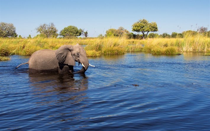 Elephant, Africa, lake, wildlife, young elephant