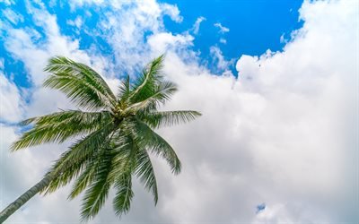 coconuts, palm, blue sky, white clouds, palm leaves