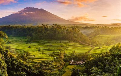 Bali, riisi kent&#228;t, sunset, kes&#228;ll&#228;, Indonesia, kaunis luonto, Aasiassa