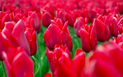 tulipes rouges, 4k, fleurs sauvages, tulipes, arri&#232;re-plan avec des tulipes rouges, des fleurs de printemps, des bourgeons de tulipes