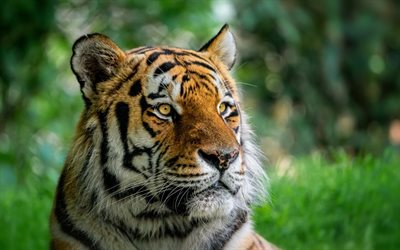 tigre, pr&#233;dateur, faune, visage de tigre, yeux de tigre, tigre calme, animaux sauvages, chats sauvages