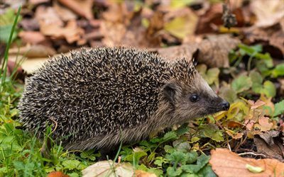 hedgehog, spines, forest, autumn, wildlife