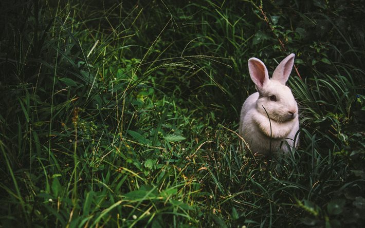 conejo blanco, 4k, la hierba, la fauna, los conejos