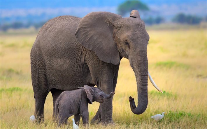 baby elephant, elephants, Africa, wildlife, field