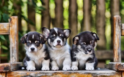 Corgi, puppies, pets, Welsh Corgi, dogs, gray corgi, close-up, cute dog, Welsh Corgi Dog, HDR, Pembroke Welsh Corgi