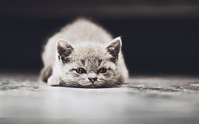 4k, British Shorthair, gatinho, gato cinzento, bokeh, animais fofos, animais de estima&#231;&#227;o, gatos, o gato dom&#233;stico, Gato British Shorthair