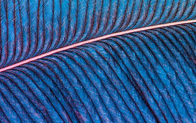 plume bleue, macro, textures de plumes, arri&#232;re-plan avec plumes, motifs de plumes, plumes bleues
