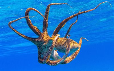 poulpe, faune, monde sous-marin, eau bleue, octopoda, animaux marins, coquillages, oc&#233;an