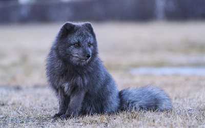 Black fox, 4k, wildlife, predators, silver fox, Vulpes vulpes, fox