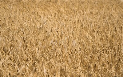 wheat field, ears of wheat, harvesting, wheat, summer