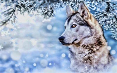 Husky Dog, winter, cute animals, close-up, HDR, pets, bokeh, Siberian Husky, dogs, Husky