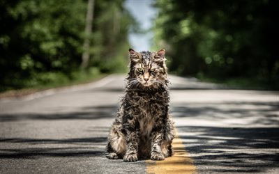 Pet Sematary, 4k, 2019 movie, cat, Horror