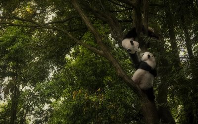two pandas, cub, cute animals, wildlife, Ailuropoda melanoleuca, lying panda, pandas on tree, funny animals, panda