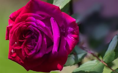 rosa morada, macro, flores moradas, hermosas flores, bokeh, capullos morados, rosas