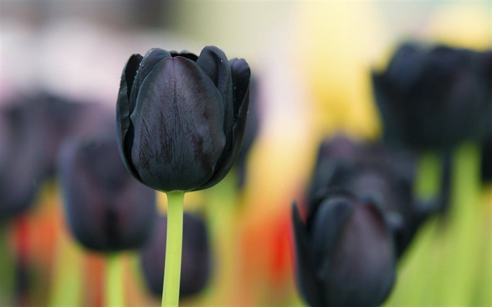 tulipas, blur, close-up, bot&#245;es, tulipa negra