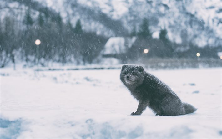 arctic fox, vinter, vilda djur, sn&#246;