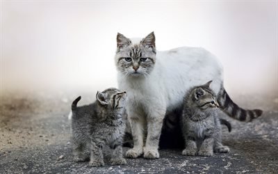 kittens and cat, cute animals, cats, mother and cub, British shorthair cat