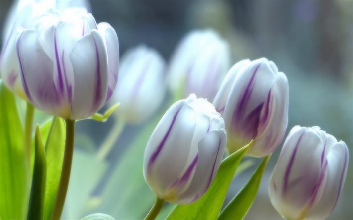 Tulipas brancas, primavera, flores silvestres, flores da primavera, tulipas