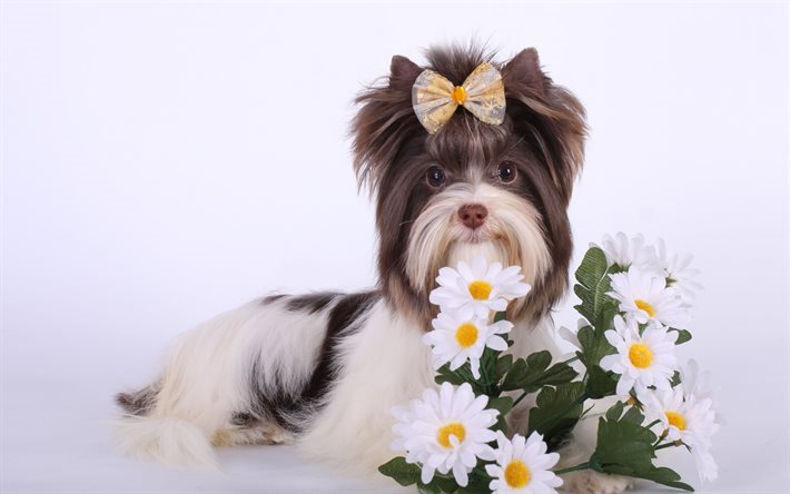 Puppy, dog, biro-york, cute animals, daisies