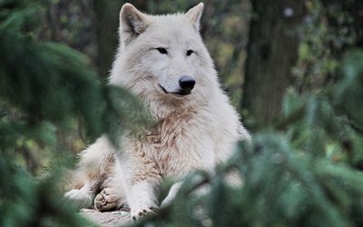 arctic wolf, predator, white wolf, wildlife, wolves, wild animals, forest animals, wolf