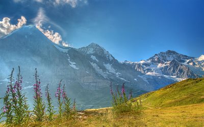 Berneroberland, mountain valley, Alps, mountain landscape, flowers, Switzerland