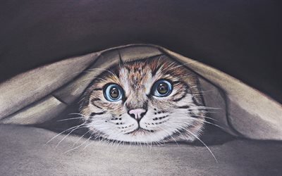 Scottish Fold, close-up, le chat domestique, chat avec des yeux bleus, des animaux, des chats, des animaux mignons