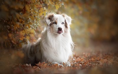 Pastor australiano, blancas y esponjosas perro, Aussie, hermoso perro, mascotas, animales divertidos, perros