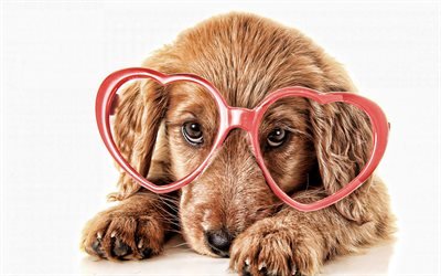 Golden Retriever cucciolo con gli occhiali, close-up, cani, animali domestici, piccoli labrador, Golden Retriever, Cane, cucciolo, carino animali