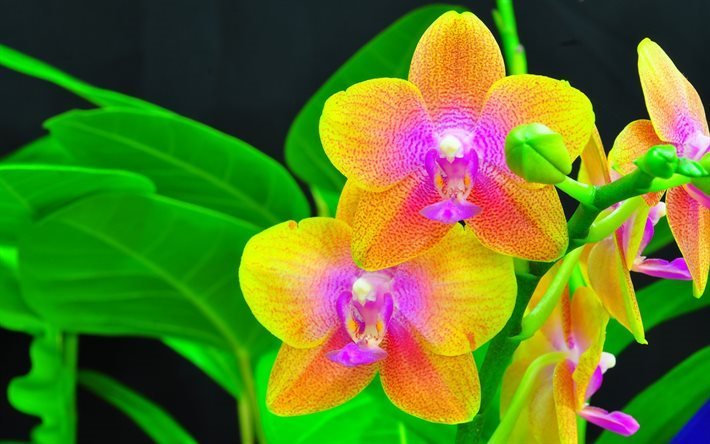 keltainen orkidea, l&#228;hikuva, orkideat, kasvi