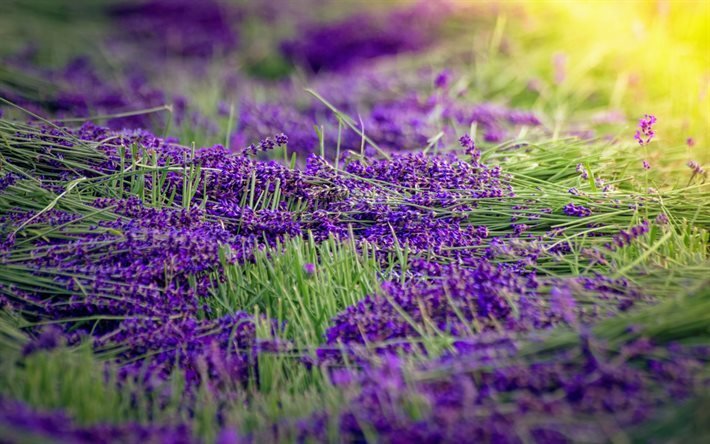 lavender, purple flowers, wildflowers, harvest