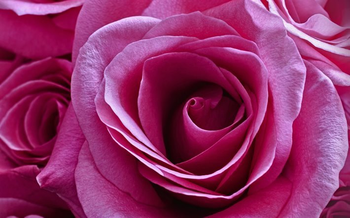 rosa rosa, brote color de rosa, flores de color rosa, hermosas flores, rosas