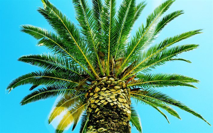 palm, sommar, palmkvistar, sky, tropiska &#246;ar, kokosn&#246;tter