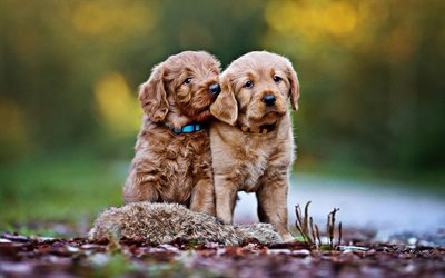 ゴールデンレトリーバー, ボケ, 子犬, かわいい犬, ペット, 小labradors, 犬, ゴールデンレトリーバー犬, かわいい動物たち