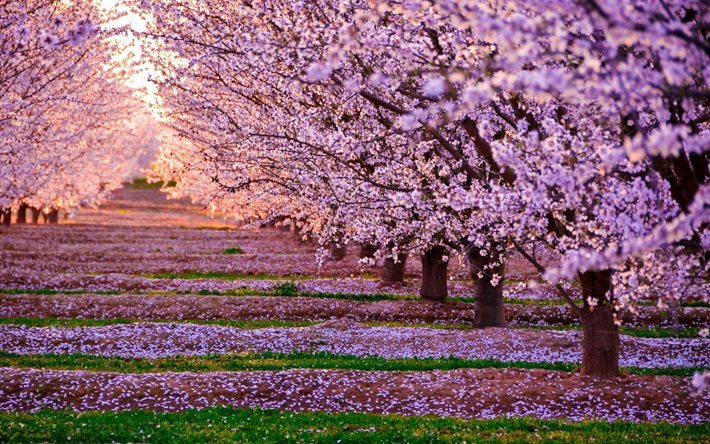 cherry, spring, trees, blossom, pink flowers, sunset