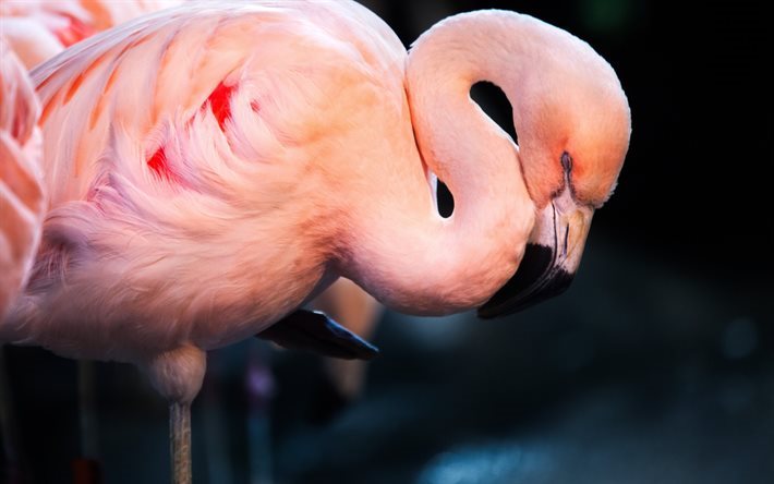 El flamenco rosa, hermosa ave, lake, flamingo