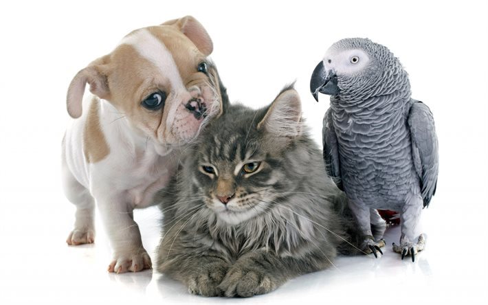 Simpatici animali, cucciolo, gatto, pappagallo, bulldog francese, grigio parrot