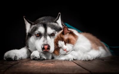 cat and dog, husky, sleeping cat, friendship concepts, cute animals, pets, friendship