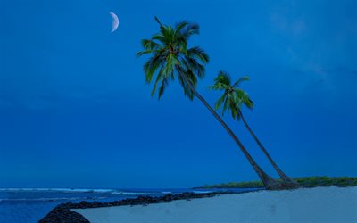 Pacific Ocean, evening, sunset, palm trees, coast, Hawaii, beach, USA, ocean