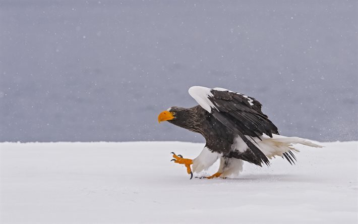 winter, Stellers sea eagle, predator, snow