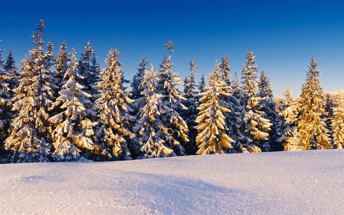 vinter, morgon, berg, skogen, sn&#246;, tr&#228;d