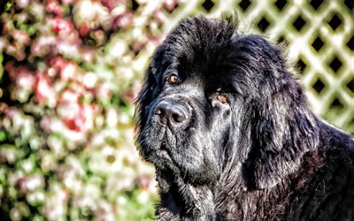 Newfoundland dog, black dog, pets, bokeh, black newfoundland, dogs, close-up, cute animals, Newfoundland