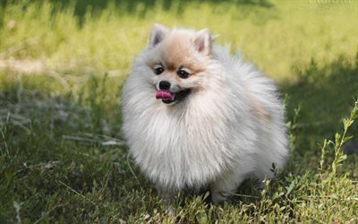 moelleux beige chien, mignon, animaux, chiens, spitz allemand, de dr&#244;les de chiens