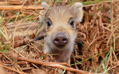 small wild boar, forest, wildlife, wild animals, wild boars, pigs, funny animals