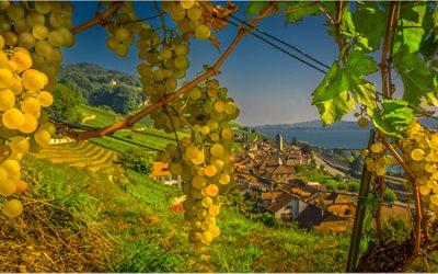 white grapes, evening, vineyard, grape harvest, grapes bunch, mountains, Switzerland, Alps