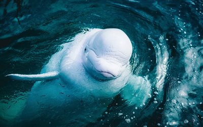 Beluga whale, Arctic Ocean, white whale, ocean, whales, wildlife, Beluga