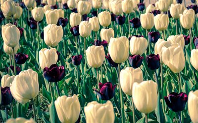tulipanes blancos, tulipanes burdeos, flores silvestres, campo con tulipanes, fondo con tulipanes