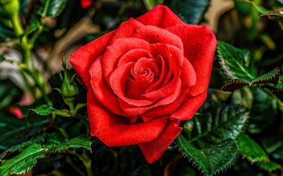 rose rouge, macro, fleurs rouges, belles fleurs, bokeh, boutons rouges, roses